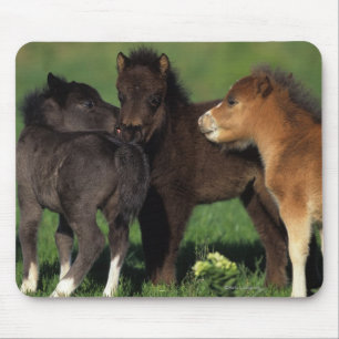 Miniature Foals 1 Mouse Mat
