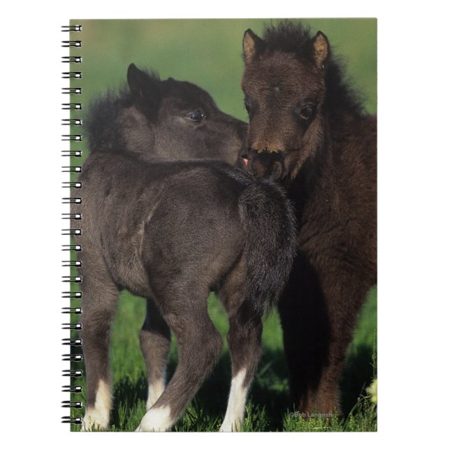 Miniature Foals 1 Notebook (Front)