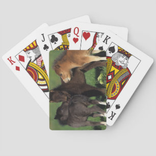 Miniature Foals 1 Playing Cards