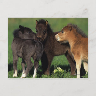 Miniature Foals 1 Postcard