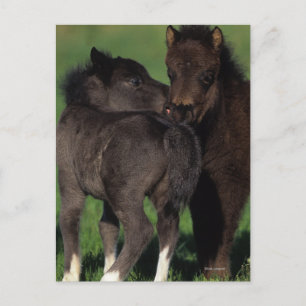Miniature Foals 1 Postcard
