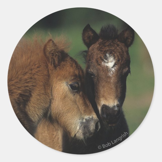Miniature Foals 2 Classic Round Sticker (Front)