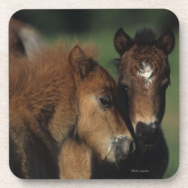 Miniature Foals 2 Coaster (Front)