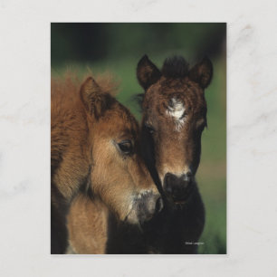 Miniature Foals 2 Postcard