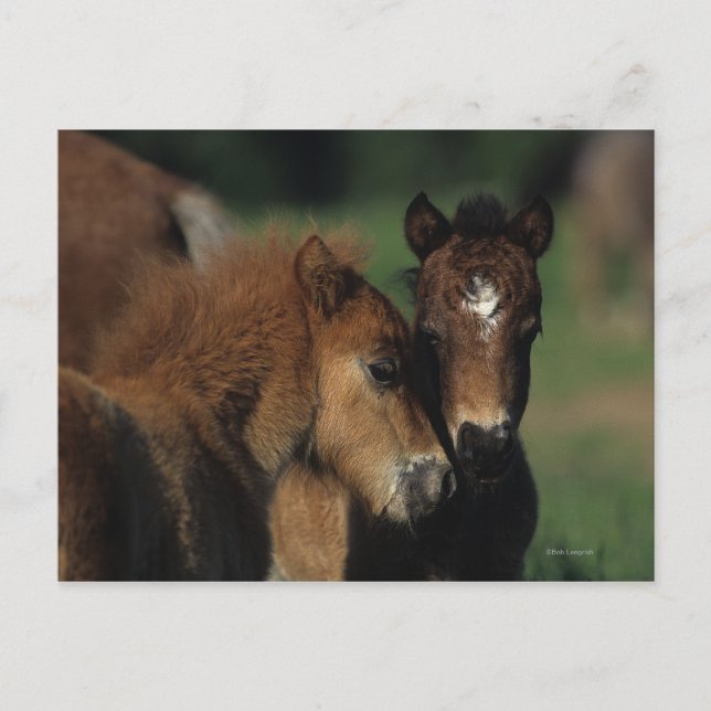 Miniature Foals 2 Postcard (Front)