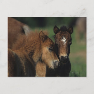 Miniature Foals 2 Postcard