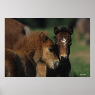 Miniature Foals 2 Poster