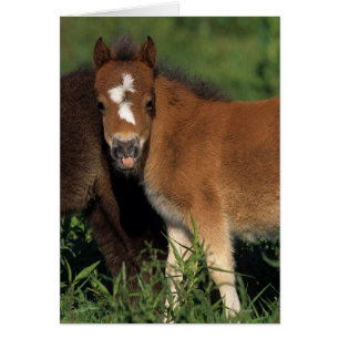 Miniature Foals in Grass