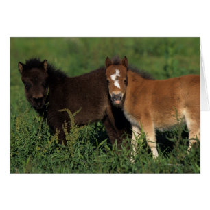 Miniature Foals in Grass