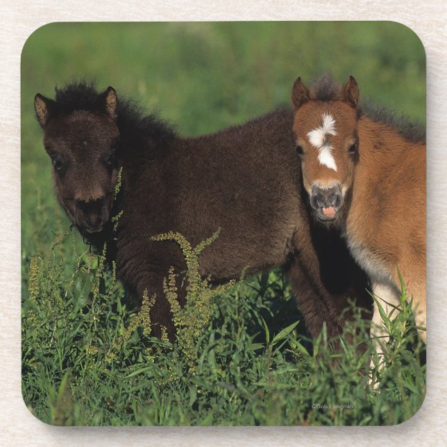 Miniature Foals in Grass Coaster (Front)