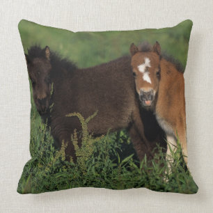 Miniature Foals in Grass Cushion