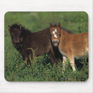 Miniature Foals in Grass Mouse Mat