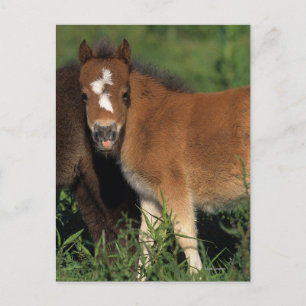 Miniature Foals in Grass Postcard