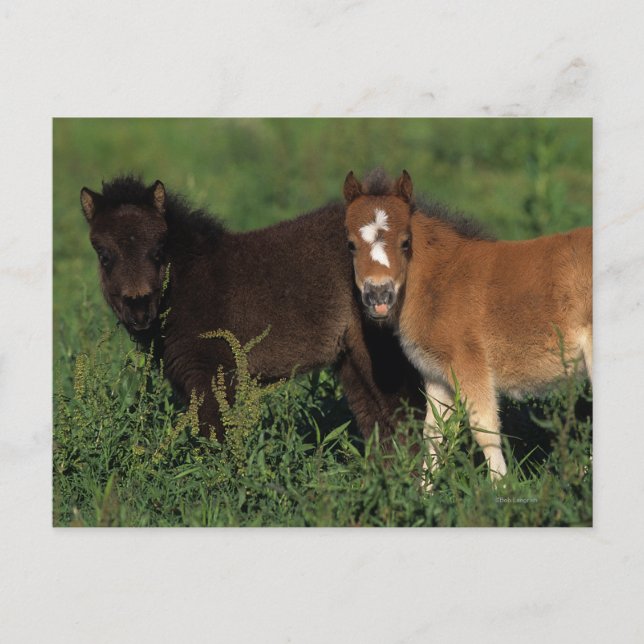 Miniature Foals in Grass Postcard (Front)