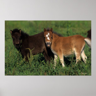 Miniature Foals in Grass Poster