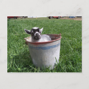 Miniature Goat in a Bucket Postcard