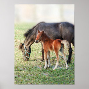 Miniature Horse Foal - Customised Colt & Filly Poster