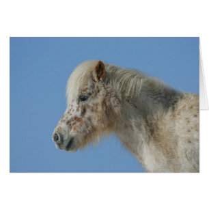 Miniature Horse Headshot