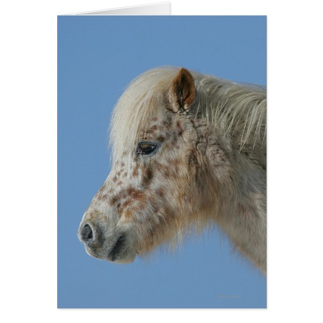 Miniature Horse Headshot (Front)