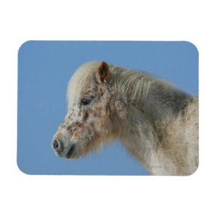 Miniature Horse Headshot Magnet