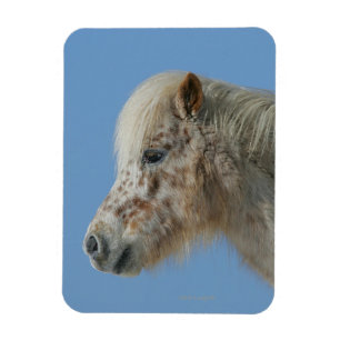 Miniature Horse Headshot Magnet