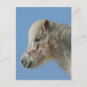 Miniature Horse Headshot Postcard
