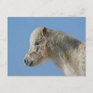 Miniature Horse Headshot Postcard