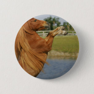 Miniature Horse Rearing 6 Cm Round Badge