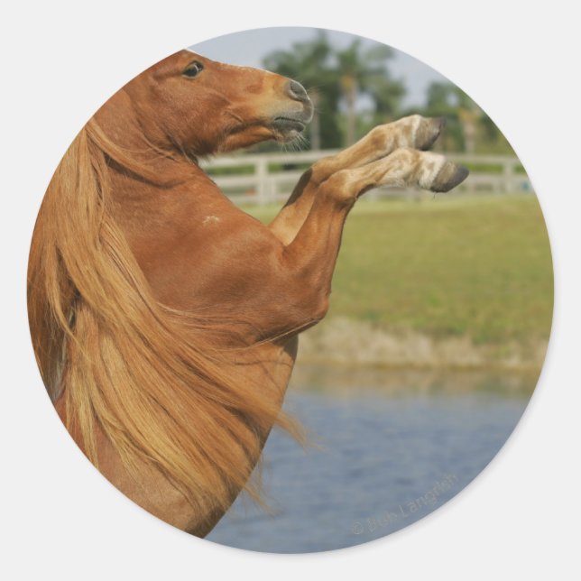 Miniature Horse Rearing Classic Round Sticker (Front)