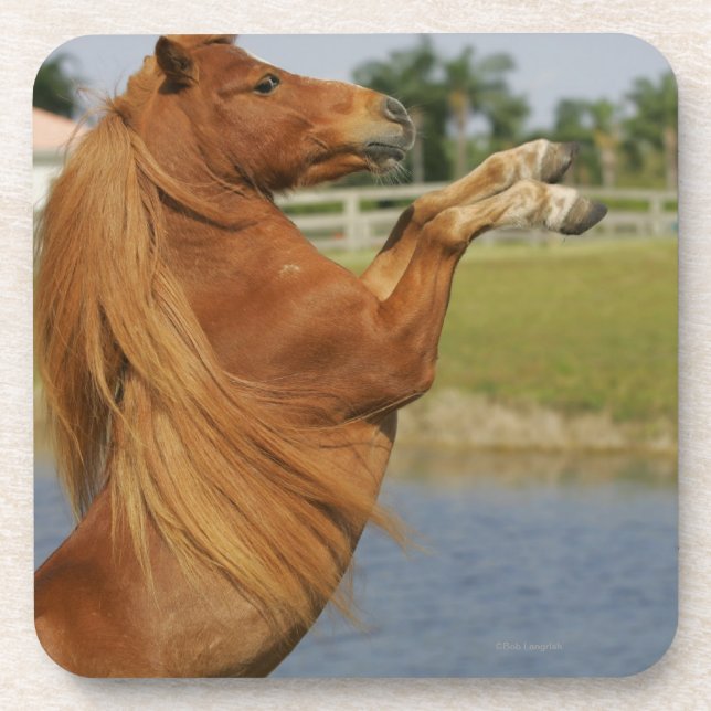Miniature Horse Rearing Coaster (Front)