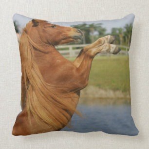 Miniature Horse Rearing Cushion