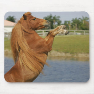 Miniature Horse Rearing Mouse Mat