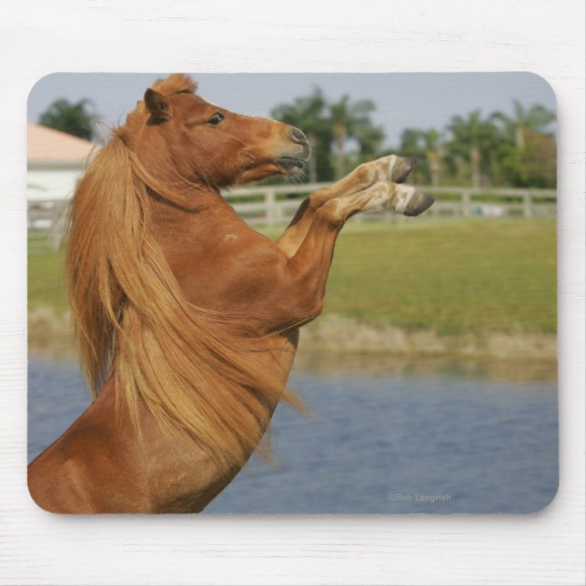 Miniature Horse Rearing Mouse Mat (Front)