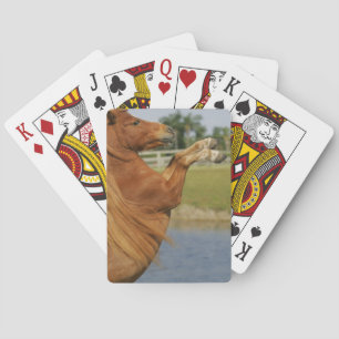 Miniature Horse Rearing Playing Cards