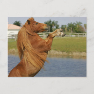 Miniature Horse Rearing Postcard