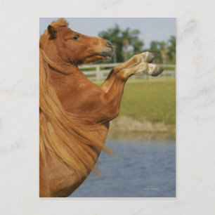 Miniature Horse Rearing Postcard