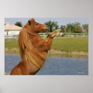 Miniature Horse Rearing Poster