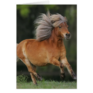 Miniature Horse Running