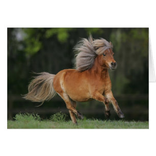 Miniature Horse Running