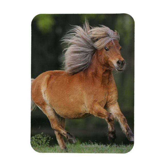 Miniature Horse Running Magnet (Vertical)