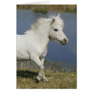 Miniature Horse Running Near Water