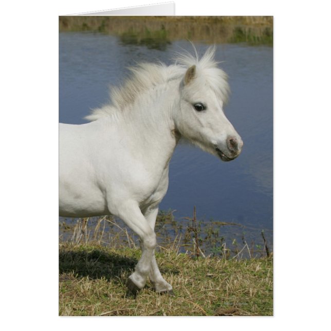 Miniature Horse Running Near Water (Front)