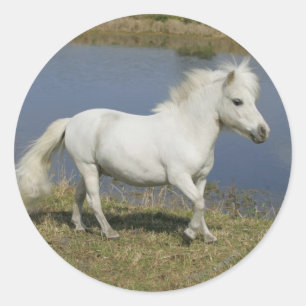 Miniature Horse Running Near Water Classic Round Sticker