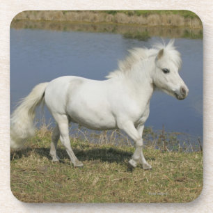 Miniature Horse Running Near Water Coaster