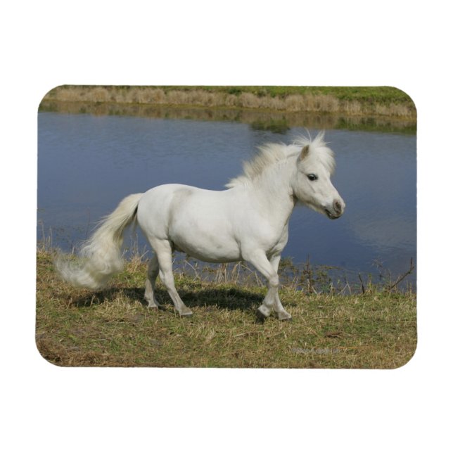 Miniature Horse Running Near Water Magnet (Horizontal)