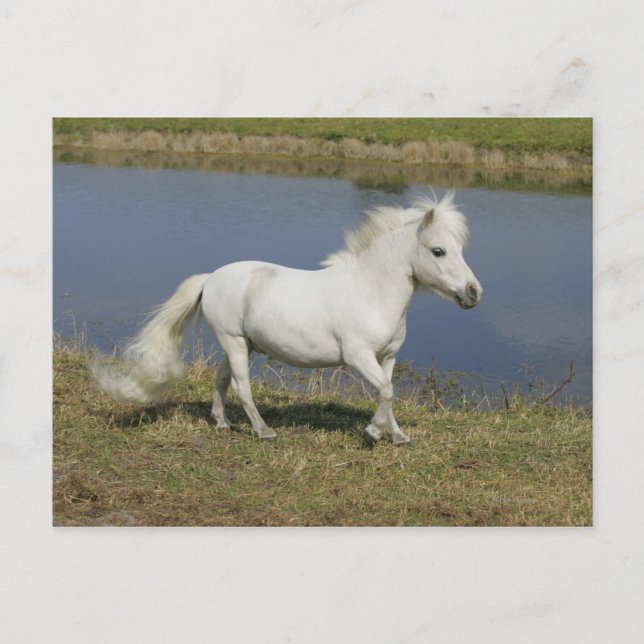 Miniature Horse Running Near Water Postcard (Front)