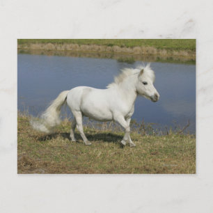Miniature Horse Running Near Water Postcard
