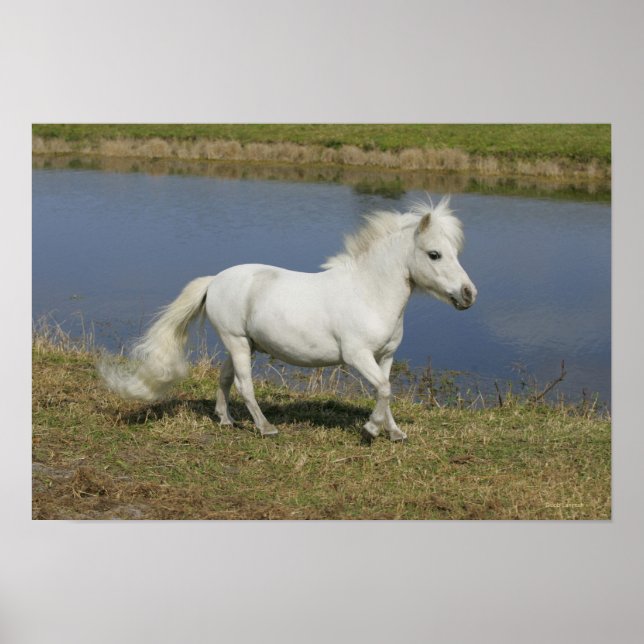 Miniature Horse Running Near Water Poster (Front)