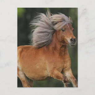 Miniature Horse Running Postcard