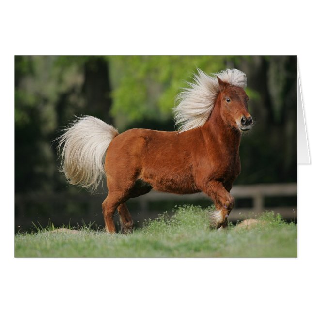 Miniature Horse Standing (Front Horizontal)